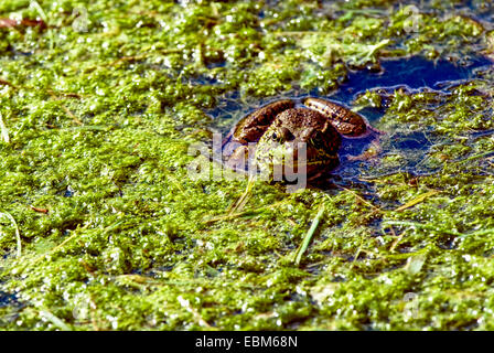 Close-up of a common frog in a small stream in Monroe County, Indiana. Stock Photo