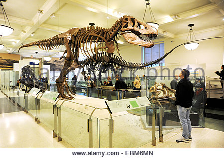 T Rex dinosaur skeleton in the New York Museum of Natural History Stock ...