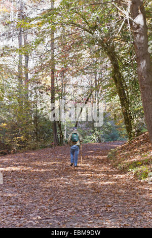 Bryson City, North Carolina, USA - October 30, 2014: An older man hikes through a beautiful autumn woodland along Deep Creek on O Stock Photo