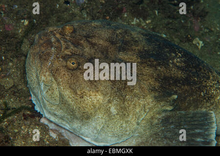 Stargazer fish, fiordland, NZ Stock Photo - Alamy