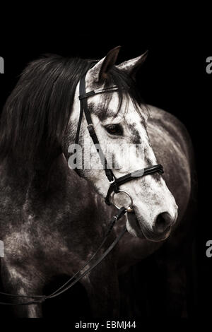 Dapple gray gelding, PRE, Pura Raza Española, with English bridle, against black Stock Photo