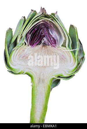 Cardoon or Artichoke Thistle (Cynara cardunculus, Cynara scolymus), cut in half Stock Photo