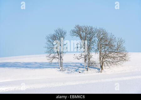 European Ash / Common Ash (Fraxinus excelsior) tree flowering, Belgium ...