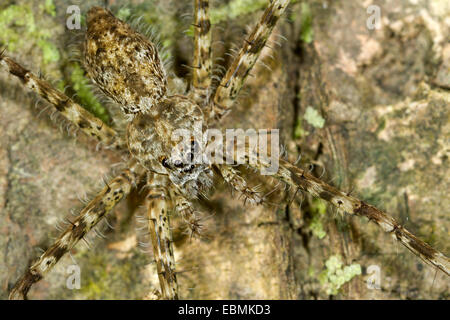 Lynx spider (Oxyopidae spec.), Tambopata Nature Reserve, Madre de Dios Region, Peru Stock Photo