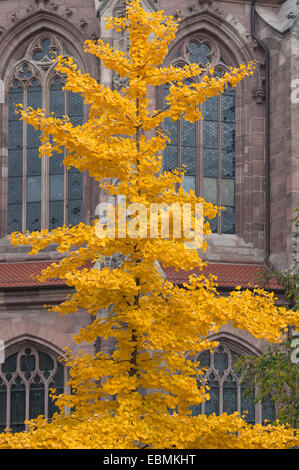 Golden yellow autumn color from the Ginkgo tree (Ginkgo biloba), behind Church of St. Lorenz , Nuremberg, Middle Franconia Stock Photo