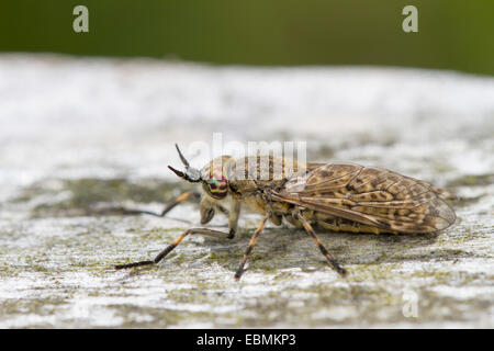 Common Horse Fly (Haematopota pluvialis), female, perched on wood, Bridgend, Wales, United Kingdom Stock Photo