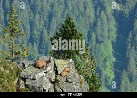Alpine Ibex (Capra ibex), adult and two young animals lying on rock slab, Bernese Oberland, Canton of Bern, Switzerland Stock Photo