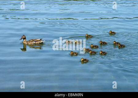 Mallard (Anas platyrhynchos) swimming with ducklings, Lake Lucerne, Luzern, Canton of Lucerne, Switzerland Stock Photo