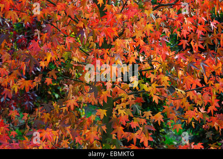 American sweetgum (Liquidambar styraciflua) in autumn colors Stock Photo