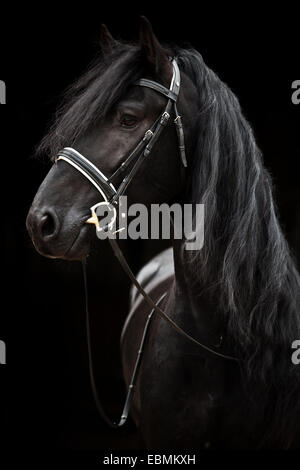 Black Friesian, Baroque horse, stallion with English bridle Stock Photo