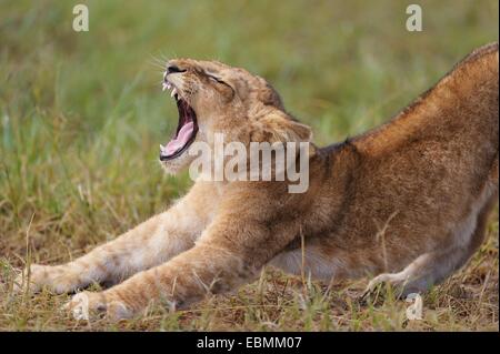 Lion (Panthera leo) cub, yawning, Massai Mara, Serengeti, Rift Valley province, Kenya Stock Photo