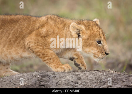 Playful Lion (Panthera leo) cub, Massai Mara, Serengeti, Rift Valley province, Kenya Stock Photo