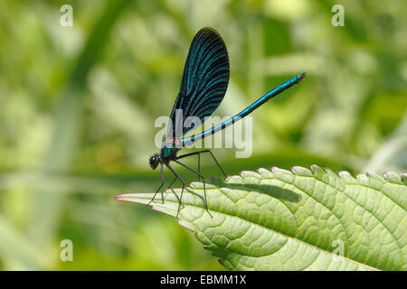 Beautiful Demoiselle (Calopteryx virgo), male sitting on a leaf, Wiederstein, Neunkirchen, North Rhine-Westphalia, Germany Stock Photo