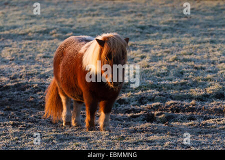 Scottish breed Shetland Ponies; Farm animals in cold weather Preston, Lancashire,  First frosty autumn morning of the year to endure for these “good doers', who need relatively little food to live on.  Shetland pony, from the Shetland Isles off the northern tip of Scotland.  Mountain and moorland ponies form a group of several breeds of stocky ponies and small horses native to the British Isles.  Many of these breeds are derived from semi-feral ponies kept on moorland or heathland in UK Stock Photo