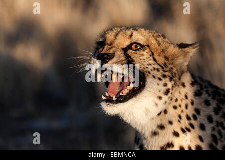 Cheetah (Acinonyx jubatus), hissing, near Keetmanshoop, Namibia Stock Photo