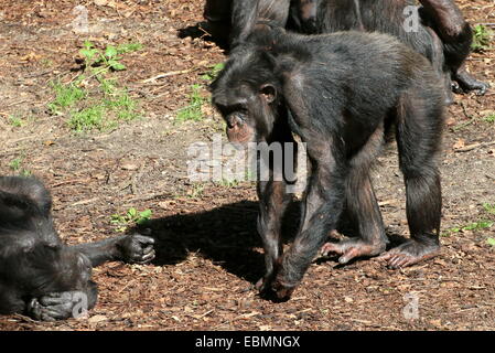 Common chimpanzee (Pan troglodytes) among a group of siblings Stock Photo