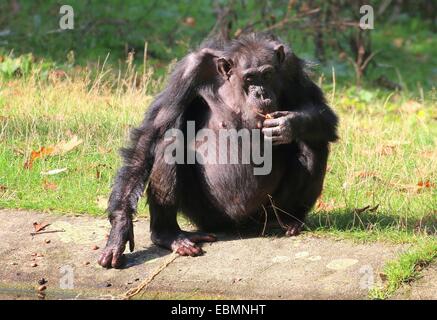Mature Common chimpanzee (Pan troglodytes) eating nuts at Burgers' Bush Arnhem Zoo, The Netherlands Stock Photo