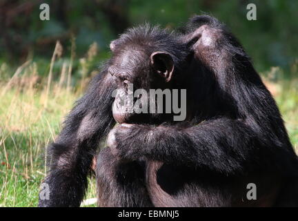 Mature Common chimpanzee (Pan troglodytes) portrait Stock Photo