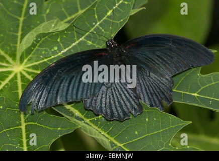 Male Southeast Asian Great Mormon buterfly (Papilio memnon) Stock Photo