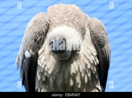 Captive African  White-backed vulture (Gyps africanus) in a large aviary  at Rotterdam Blijdorp Zoo, The Netherlands Stock Photo