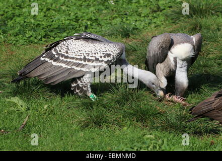 Rüppell's Griffon Vulture (Gyps rueppellii) feeding on carrion with African White-backed vulture (Gyps africanus) - on the right Stock Photo