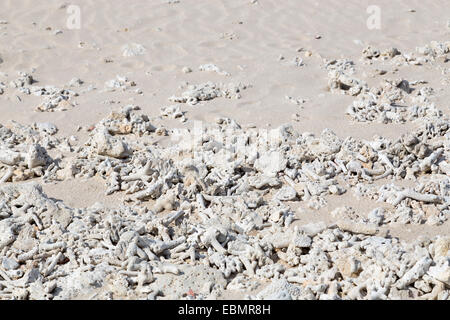 Coral bleaching on the sandy beach as structural Stock Photo