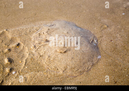 A Stranded jellyfish on sand beach Stock Photo