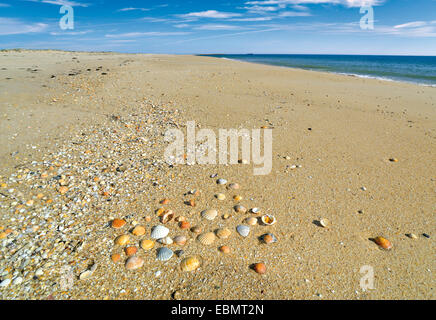 Portugal, Algarve. Sea shells at beach Praia das Conchas at Ilha Deserta of Nature Park Ria Formosa in Faro Stock Photo