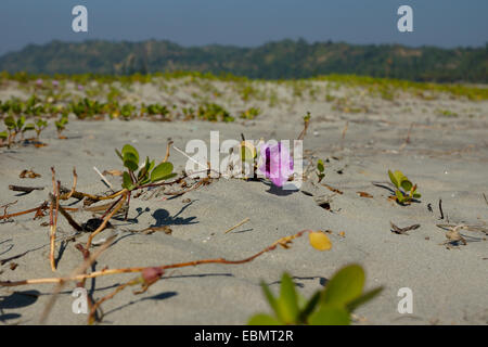 purple flowers growing in the sand, cox's bazar, bangladesh Stock Photo