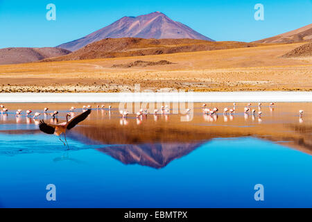 Laguna at the 'Ruta de las Joyas altoandinas' in Bolivia with pink flamingos fishing in the lake and  mountain reflecting Stock Photo