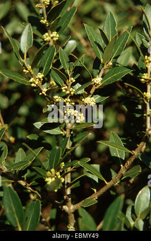 False olive, Broad-Leaved Phillyrea (Phillyrea latifolia), blooming Stock Photo
