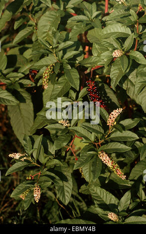 Common pokeweed, Virginian poke, American pokeweed, American nightshade, Inkberry, Pigeon berry, Pokeroot, Pokeweed, Pokeberry (Phytolacca americana, Phytolacca decandra), with flowers and fruits Stock Photo