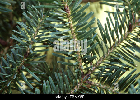nikko fir (Abies homolepis), branch Stock Photo