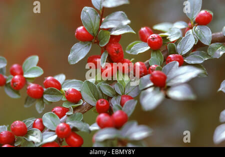 Cotoneaster divaricatus (Cotoneaster divaricatus), twig with fruits Stock Photo