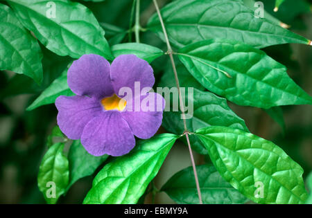 Bengal clock vine flowers hi-res stock photography and images - Alamy