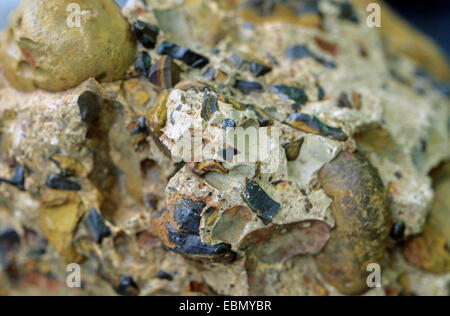 limonite conglomerate from upper Cretaceous, Germany, Lower Saxony, Peine Stock Photo