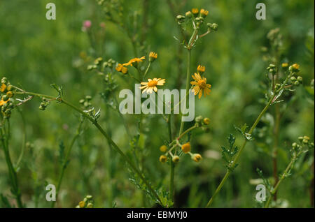 eastern marsh ragwort, marsh ragwort (Senecio aquaticus), inflorescence Stock Photo