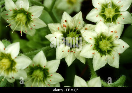 Sempervivella (Rosularia sedoides var. alba, Sempervivella alba, Severvivella sedoides, Rosularia sedoides), closeup of the blossoms Stock Photo