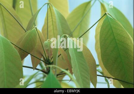 hevea rubber plant, Brazilian rubber tree (Hevea brasiliensis), shoot Stock Photo