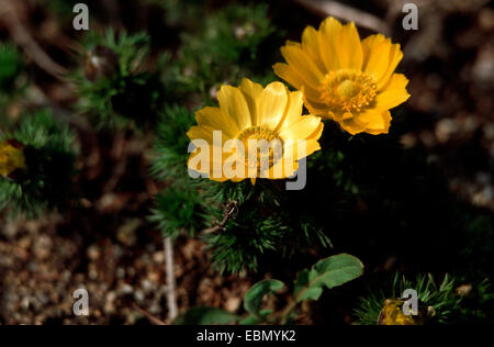 spring adonis (Adonis vernalis), blooming plants, Germany Stock Photo