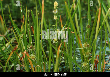 narrowleaf bur-reed, unbranched bur-reed, greenfruit bur-reed (Sparganium emersum, Sparganium simplex), plants with inflorescences and fruits Stock Photo