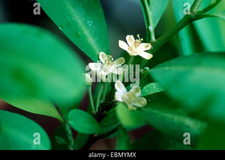 cocaine, Bolivian coca (Erythroxylon coca, Erythroxylum coca), twig with blossoms Stock Photo