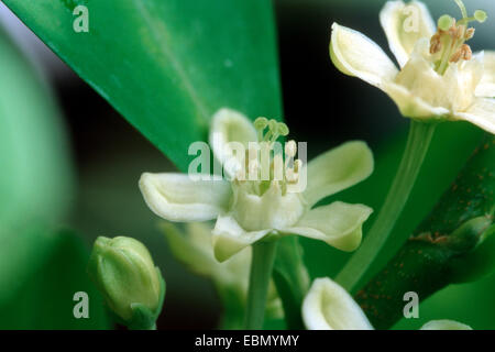 cocaine, Bolivian coca (Erythroxylon coca, Erythroxylum coca), closeup of the blossoms Stock Photo