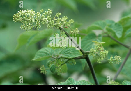 American spikenard, Life of Men (Aralia racemosa), blooming Stock Photo