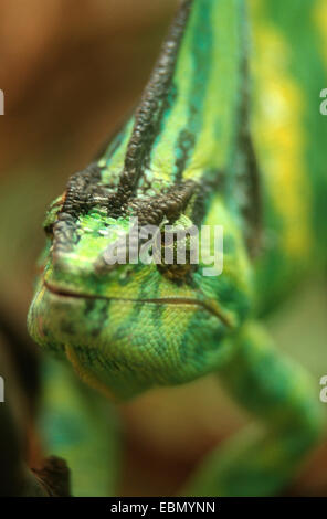 Yemen chameleon, cone-headed chameleon, veiled chameleon (Chamaeleo calyptratus), portrait Stock Photo