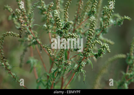 annual ragweed, common ragweed, bitter-weed, hog-weed, Roman wormwood (Ambrosia artemisiifolia), with fruits Stock Photo