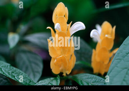 Golden Candle, Lollipop Plant, Golden Shrimp Plant (Pachystachys lutea), blooming Stock Photo