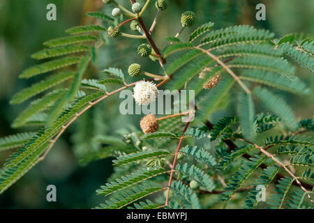 White Leadtree, Wild Tamarind, Jumbay, White Popinac (Leucaena leucocephala), blooming Stock Photo