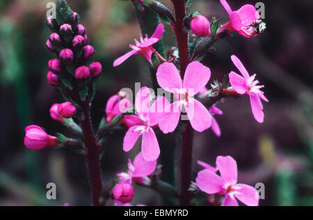 Grass triggerplant, Grass trigger plant (Stylidium graminifolium), blooming Stock Photo