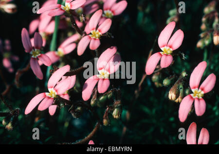 Grass triggerplant, Grass trigger plant (Stylidium bulbiferum), blooming Stock Photo